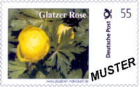 Glatzer Rose