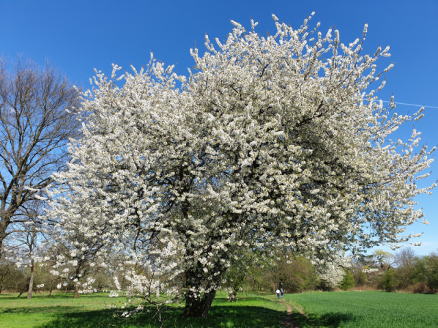 Blühender Kirschbaum bei der Schwanheimer Düne, Foto: Elena.dehl, CC BY-SA 4.0 auf wikipedia